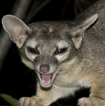 Ringtail